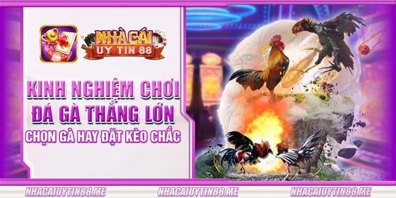7 kinh nghiem choi da ga thang lon chon ga hay dat keo chac