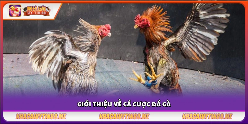Tổng quan hình thức cá cược trong đá gà