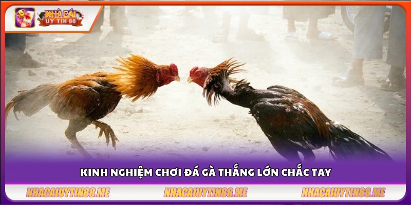 Kinh nghiệm chơi đá gà thắng lớn cho tân binh 